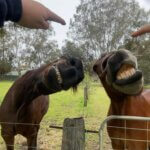 488657710_2763177240539427_3400675198793925453_n